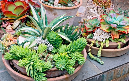 succulent plant pots