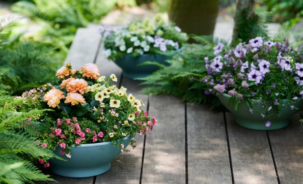 shade flowers for pots