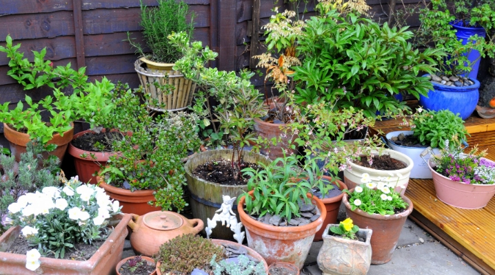 habitat plant pots