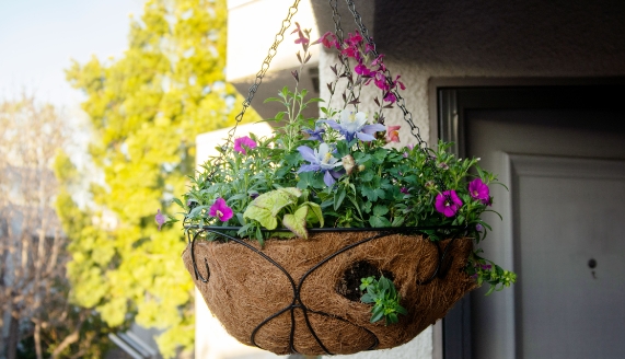 planted hanging baskets