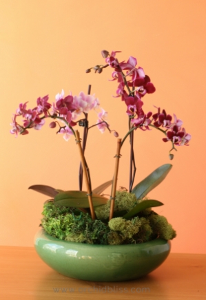 best orchid pots