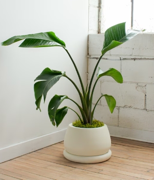 large indoor plant pots with drainage