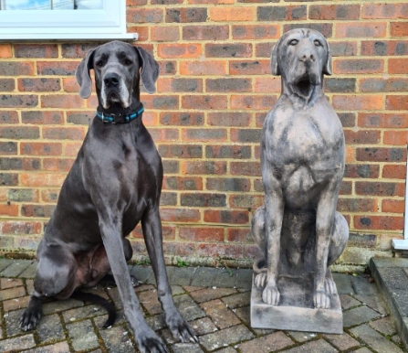 Great Dane Garden Statues