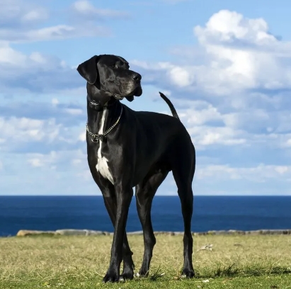 Great Dane Documentary