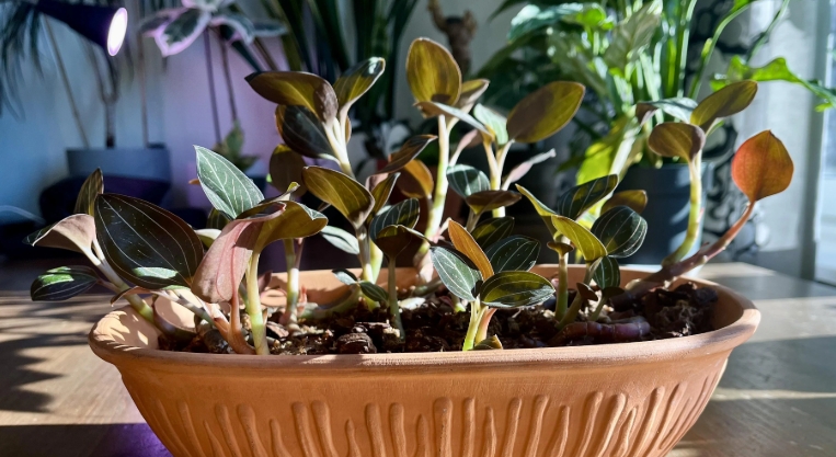 shallow plant pots