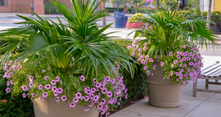 large flower planters