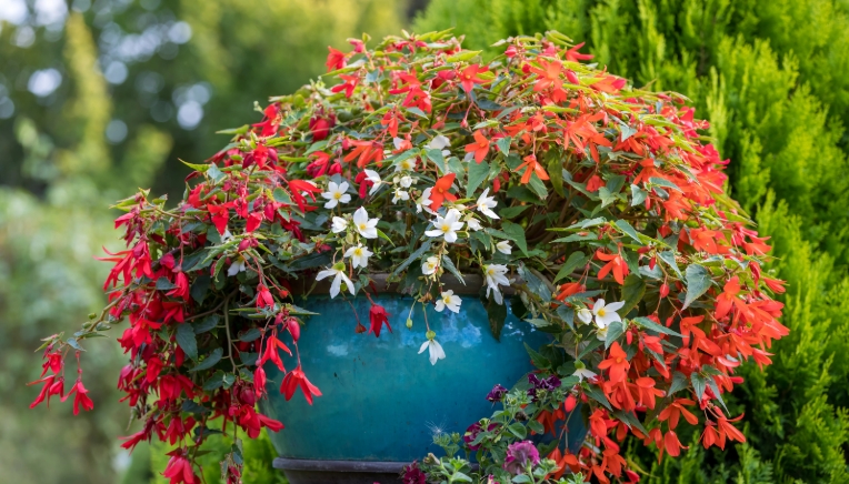 full sun plants for pots