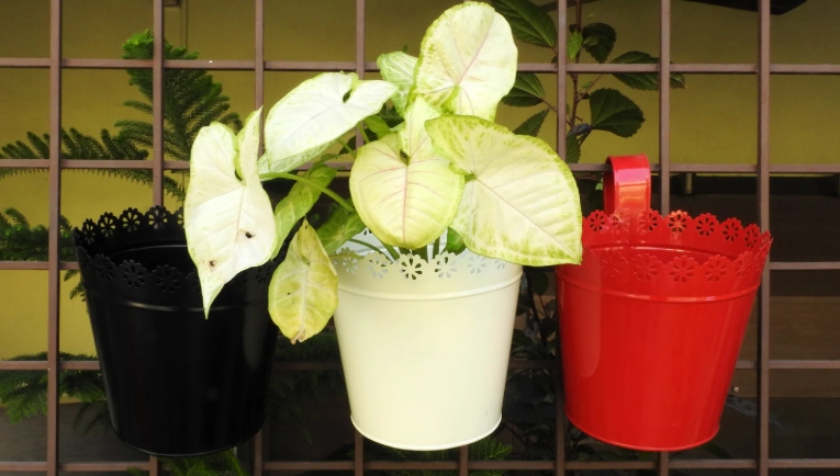 colourful plant pots