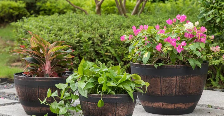 best patio plants