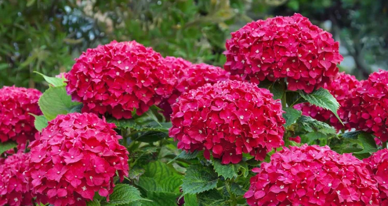 full sun flowers for pots