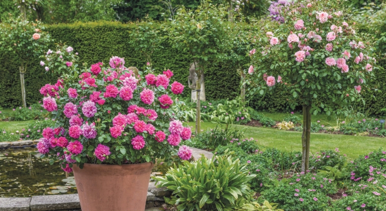 large pots for roses