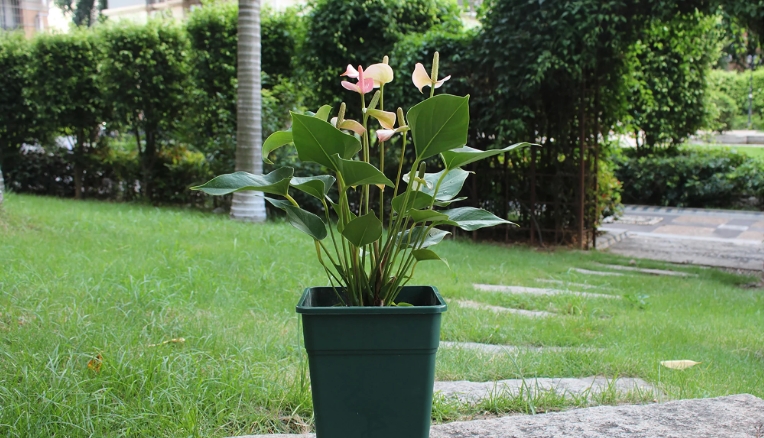 square plastic planters