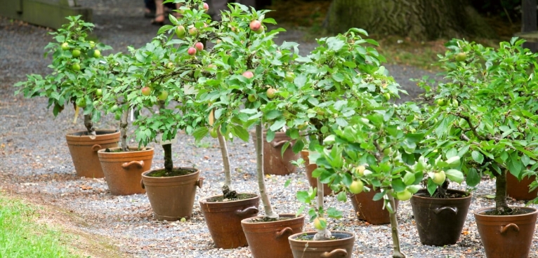 potted trees outdoor