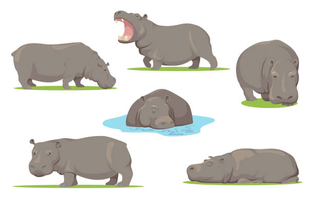 Hippopotamus Designs