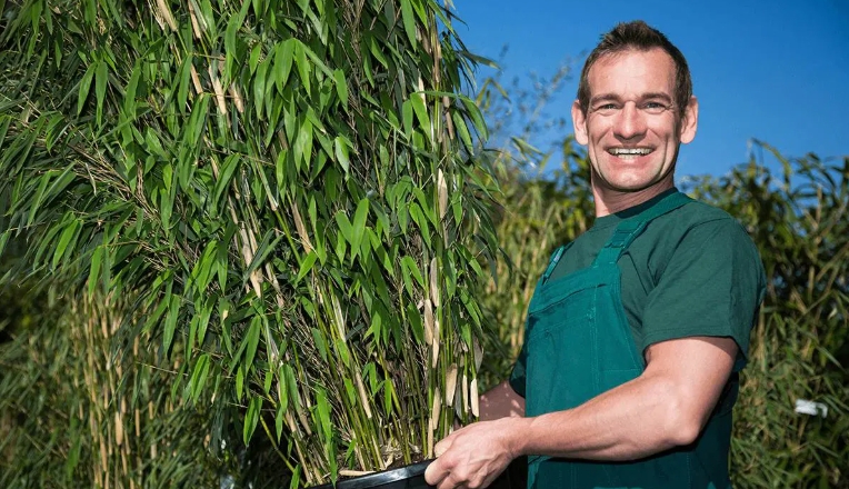 bamboo plant pot