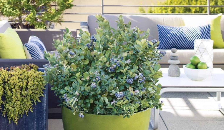 blueberry plants in pots