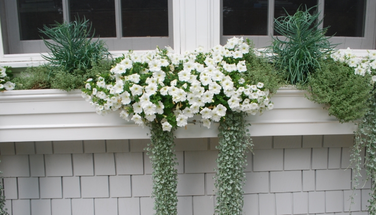 white flower boxes