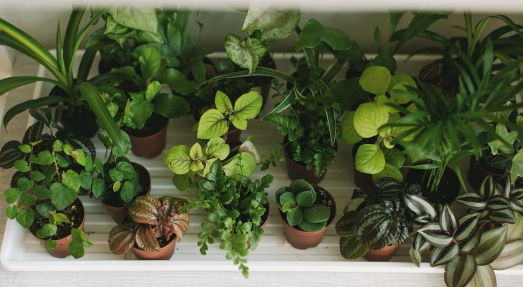 large house plant pots