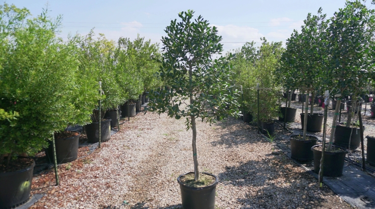 30 gallon pots for trees