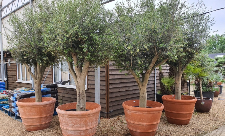 extra large terracotta pots for olive trees