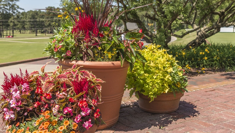 beautiful plant pots