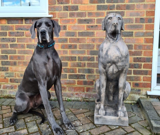 Great Dane Garden Statues